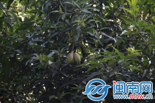 九龙公园芒果树冬天也结果