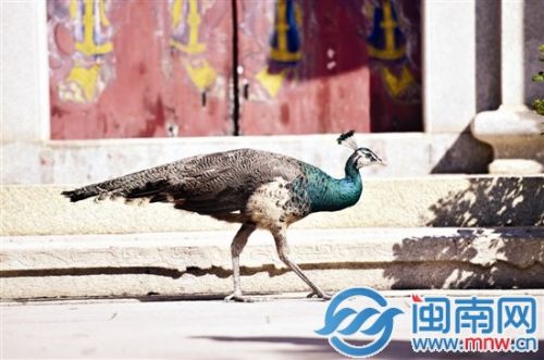 泉州清源山賜恩巖孔雀閑庭信步 與僧侶平和共處