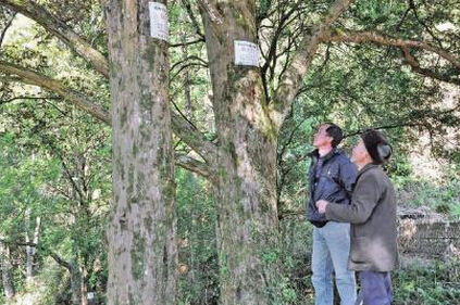 75岁的村民温富寿(右)常会到红豆杉群走走,关注着它们的安全。