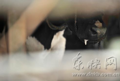 一头健康异常的奶牛，被关在牛棚中，口吐白沫