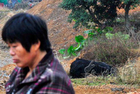 一位养殖户面带愁容，身后的一头奶牛已经死亡