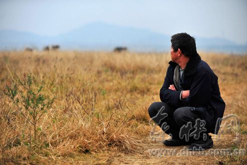 一位养殖户，蹲在地上看着远处的奶牛