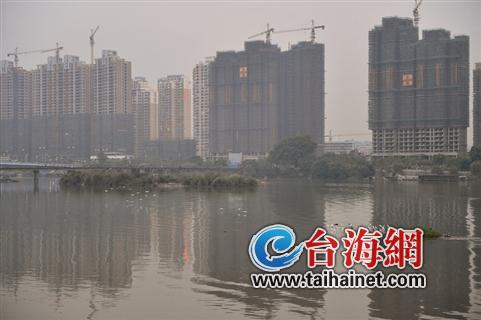 ▲水清流缓、鹭鸟成群的九龙江