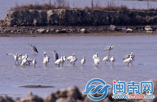 1月18日,一群黑脸琵鹭在福建兴化湾湿地停留。