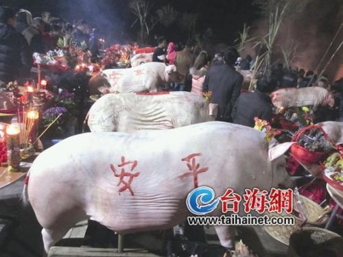▲一字排开赛大猪，十分壮观