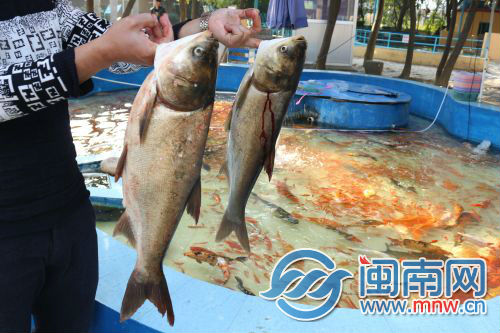 漳州市动物园工作人员打捞出鱼后，发现已死亡