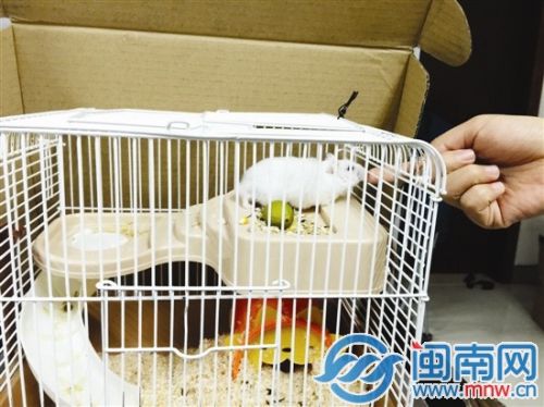 主人愛(ài)用手指逗弄倉(cāng)鼠，容易被咬傷