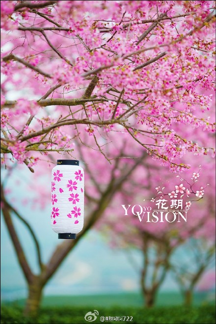 年年岁岁花相似,岁岁年年人不同。二月相约永福,赏樱品茶。 (5)