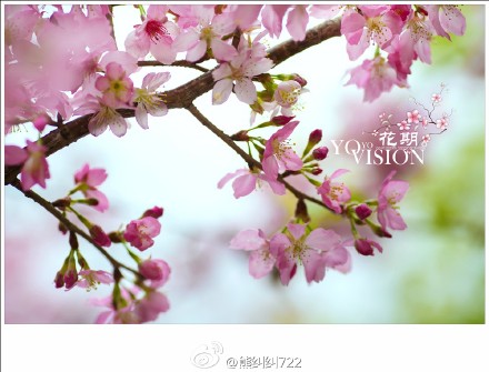 年年岁岁花相似,岁岁年年人不同。二月相约永福,赏樱品茶。 (1)