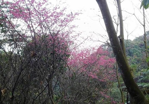 新北市土城区赏樱花桐花公园太极岭人气旺（图）