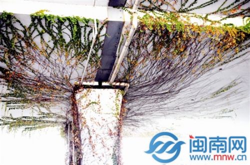 日趋深冬，泉州市区坪山路一高架桥下，爬山虎渐渐褪去绿色