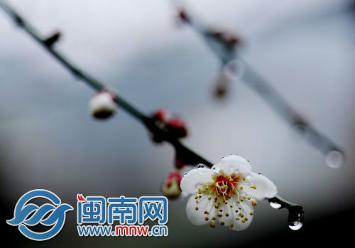 雨中梅花别样美，摄于德化水口