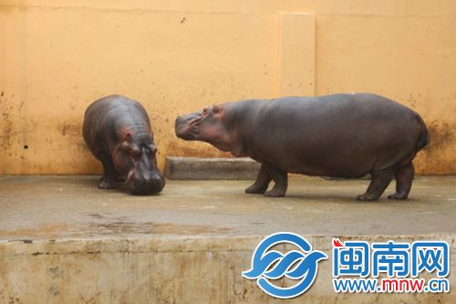 雌性河马起身，雄性河马立马蜷缩一旁低着头