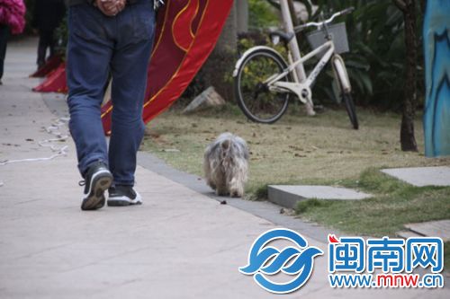 市民遛狗留下一坨狗屎
