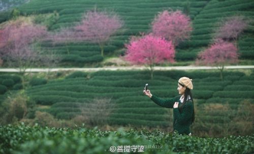 漳平永福第四届樱花节 (6)