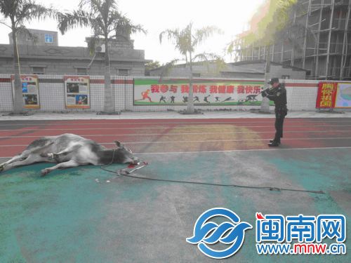 特警击毙公牛