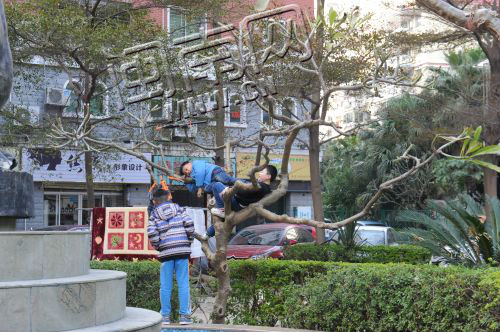 天气不错，放寒假的孩子们玩爬树，要当心安全