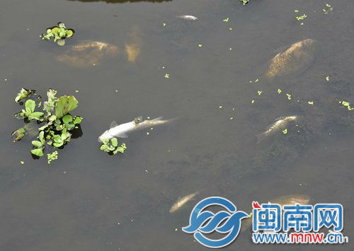 九都溪里漂著不少死魚