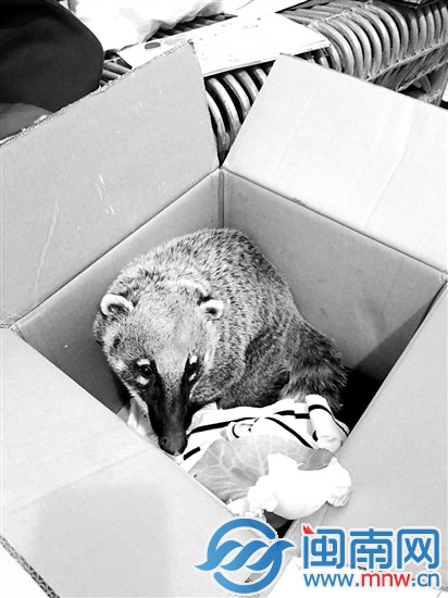 隆先生將果子貍放在紙箱內(nèi)（隆先生供圖）