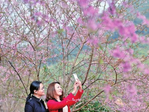 赏花拍照的游客