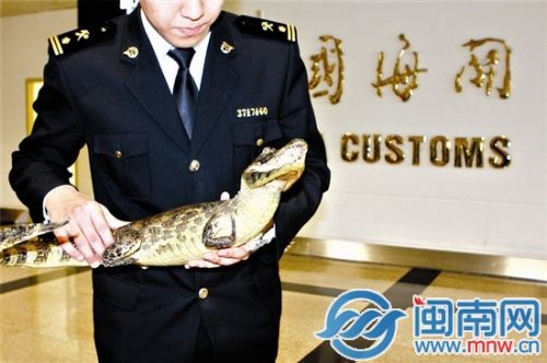 厦门海关关员在旅客行李内查获鳄鱼标本