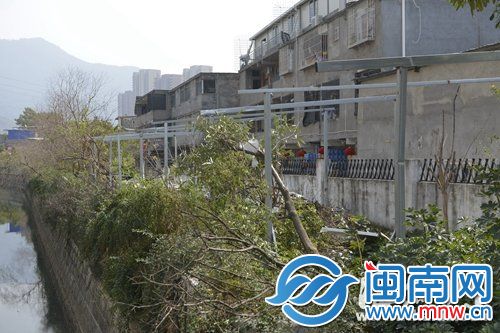 綠化帶上搭起鐵架子，樹木都被砍掉、推倒