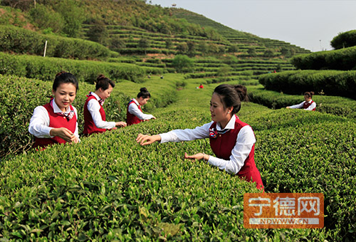 品品香生态茶园
