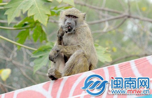 吃飽了開始剔牙