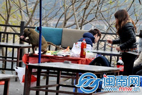 乘游客在燒烤，猴子偷走食物