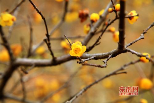 绚烂的梅花点缀枝头