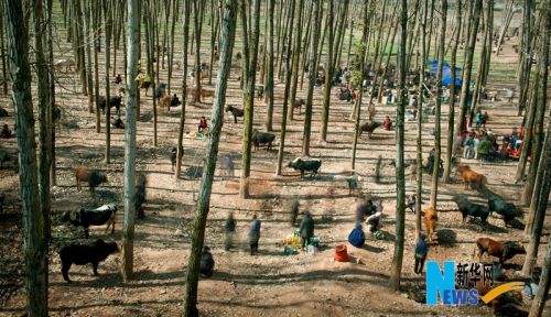 《牛市》获2015第58届国际新闻摄影大赛日常生活组一等奖。