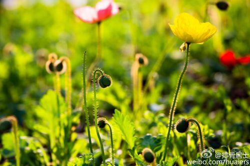 福州西湖花展，昨日晴好，虞美人裊娜地開在水岸邊