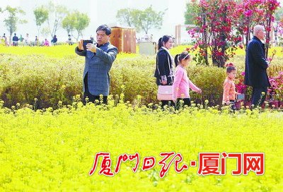 1.5万平方米油菜花
