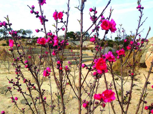 郭坑休闲农庄桃花迎春
