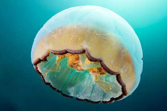水母海底美丽梦幻摄影组图 俄罗斯生物学家海洋生物摄影作品