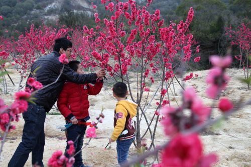 双髻山桃花盛开市民成群结队逛花海
