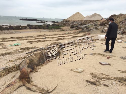 海滩上，腐烂严重的动物尸体发出恶臭