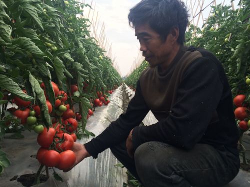 熟透的西红柿挂满枝头待收购