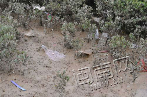 洛阳桥旁滩涂上散落着垃圾
