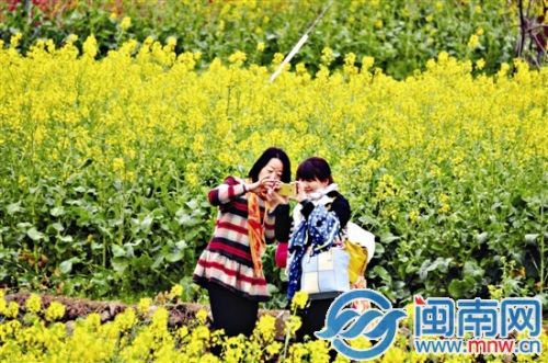 游客在油菜花田里拍照