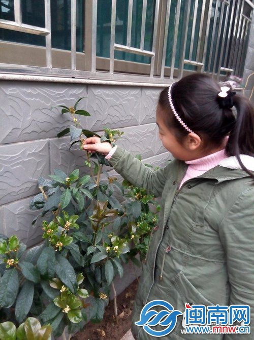 郭先生家结果的桂花树