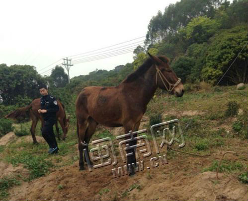 丢了3匹运石料的马