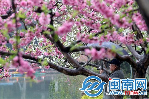 虽然春雨连绵,西湖公园内一位老者仍打伞拍摄桃花