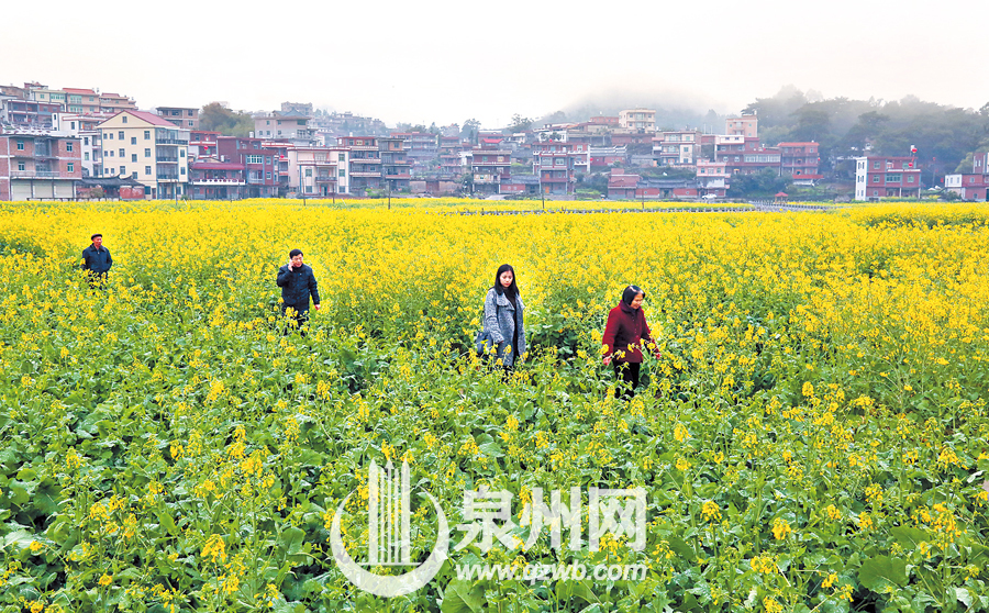 泉州周末休闲好去处推荐：虹山村油菜花海惹人醉