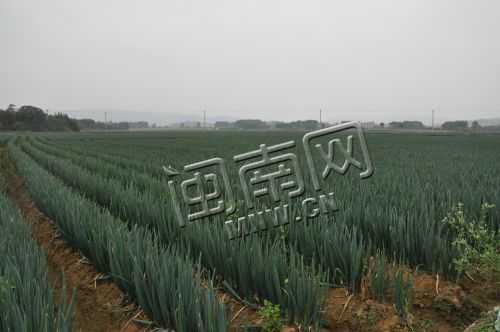 在进入赤湖镇村庄的路旁，都可以看到成片成片的葱绿大葱