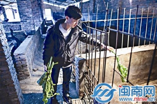姚春侨在猪舍里给野猪喂菜