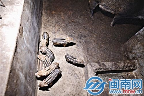 猪舍里的小猪崽