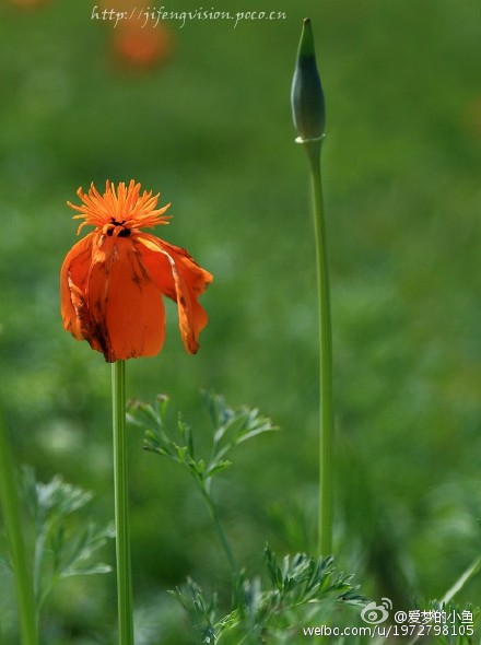 花海公園 花菱草盛放