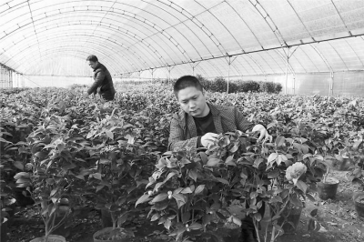 花农林三伟察看大棚内茶花育蕾情况