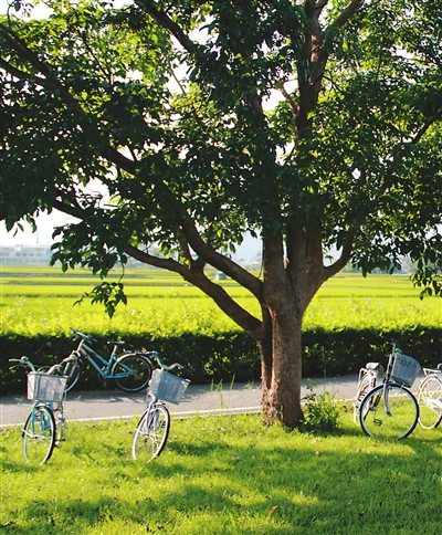 台湾将设树木医院 树医生待遇高人才少走红(图